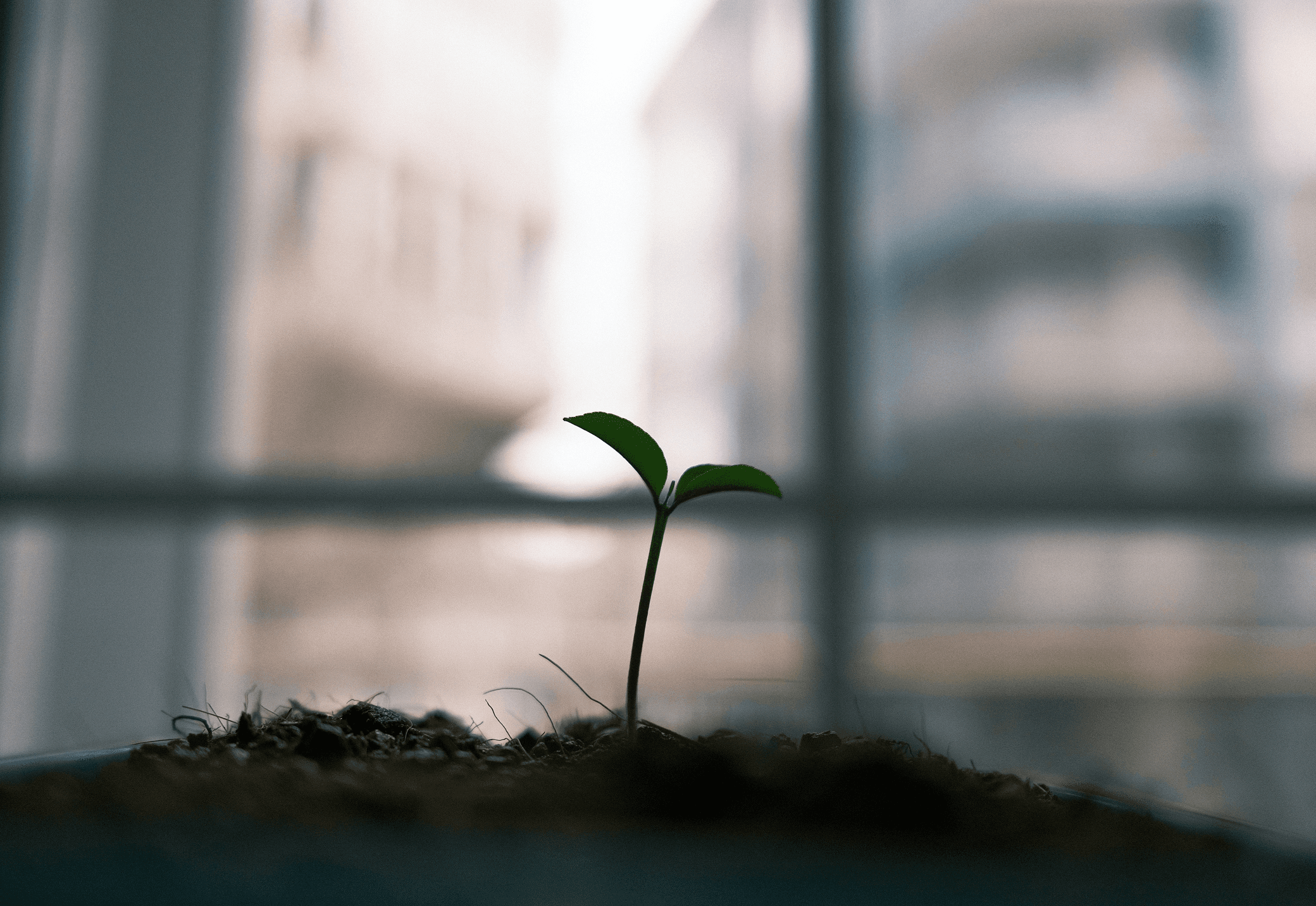 Blog - cultivating a vision that drives organizational growth