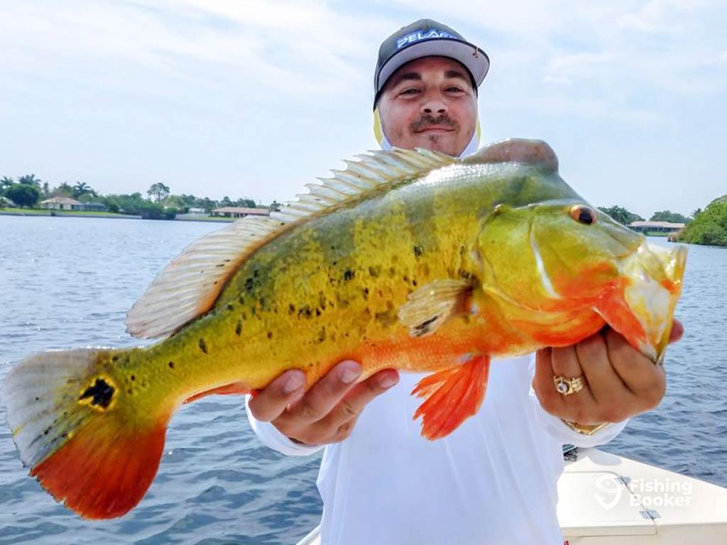 Man holding a peacok bass that he caught