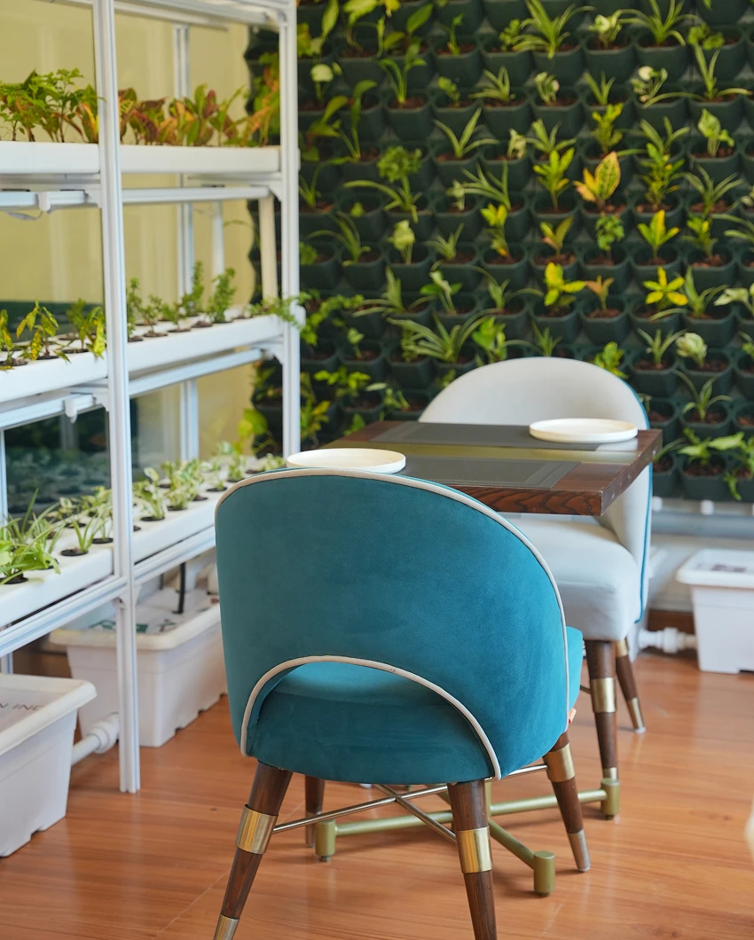 A teal chair at a small table in front of white hydroponic shelves and a green living wall of potted plants.