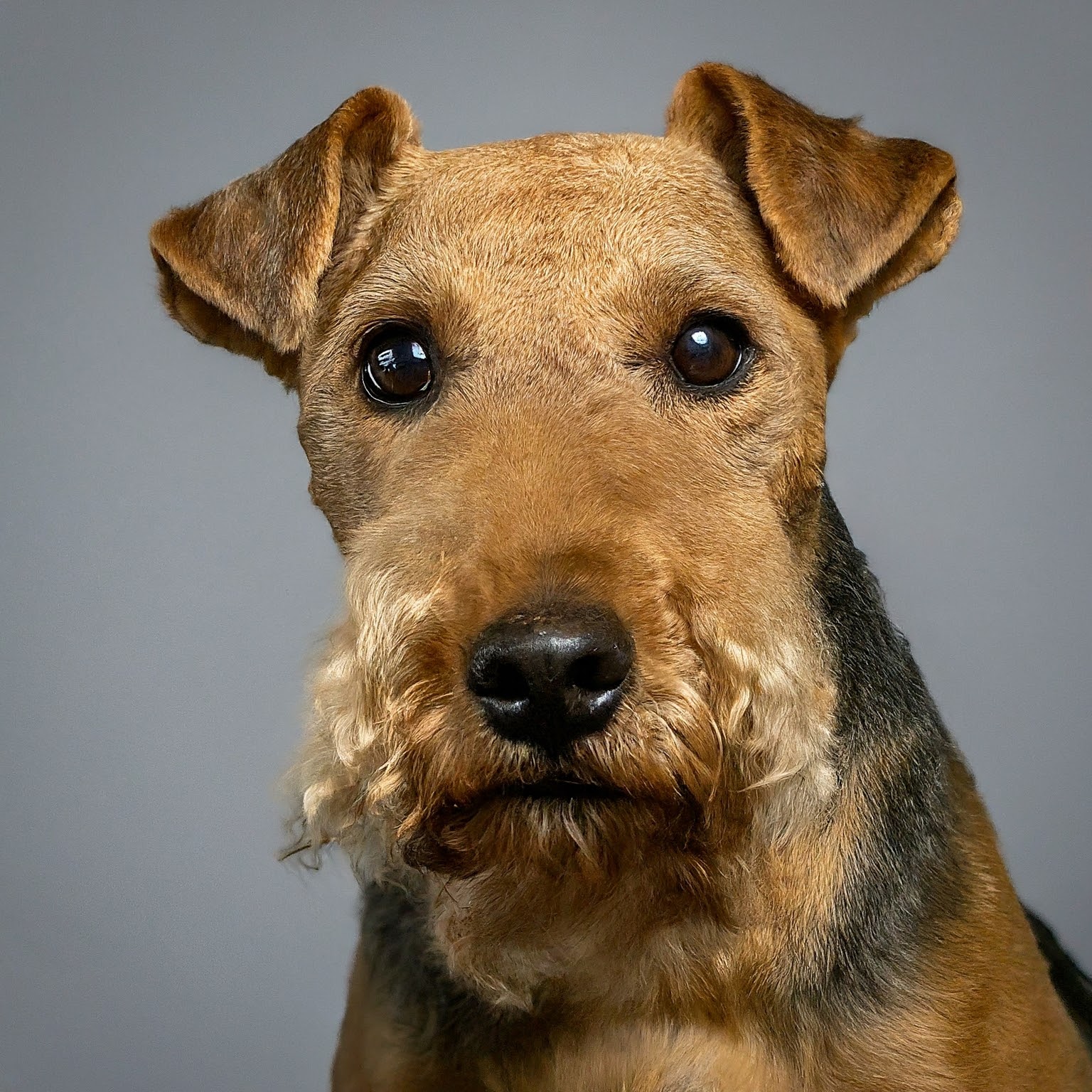 BUDDYUNO, Lakeland Terrier