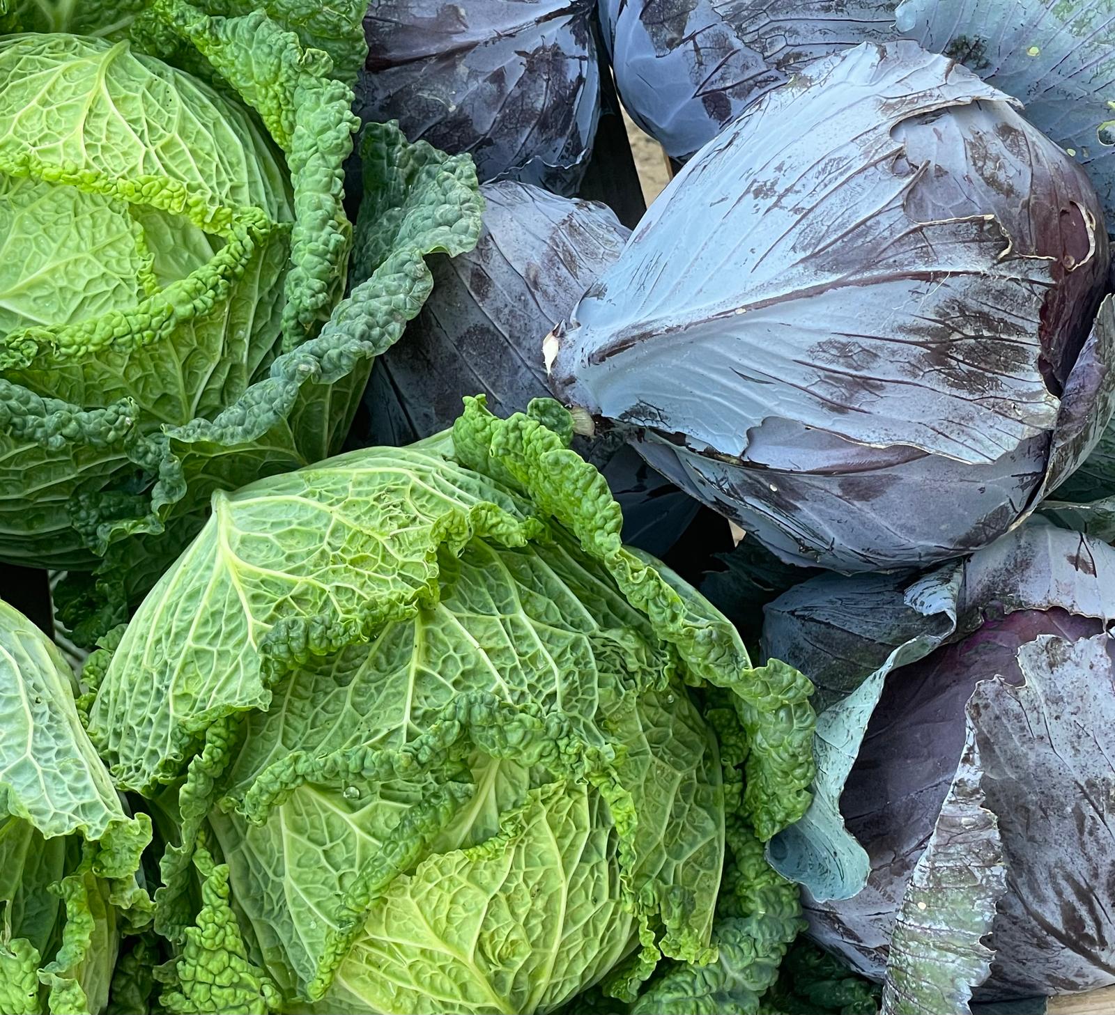 Ernährungs- und Gesundheitsberatung mit Wellnouri