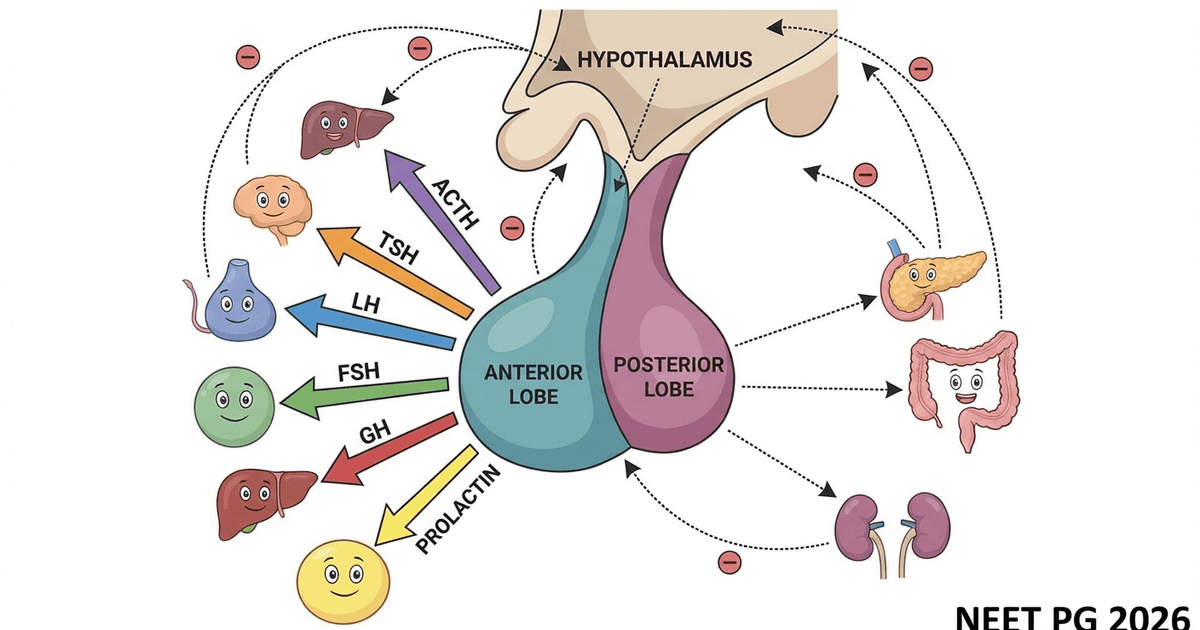 Cover: Pituitary Disorders High-Yield Guide for NEET PG 2026