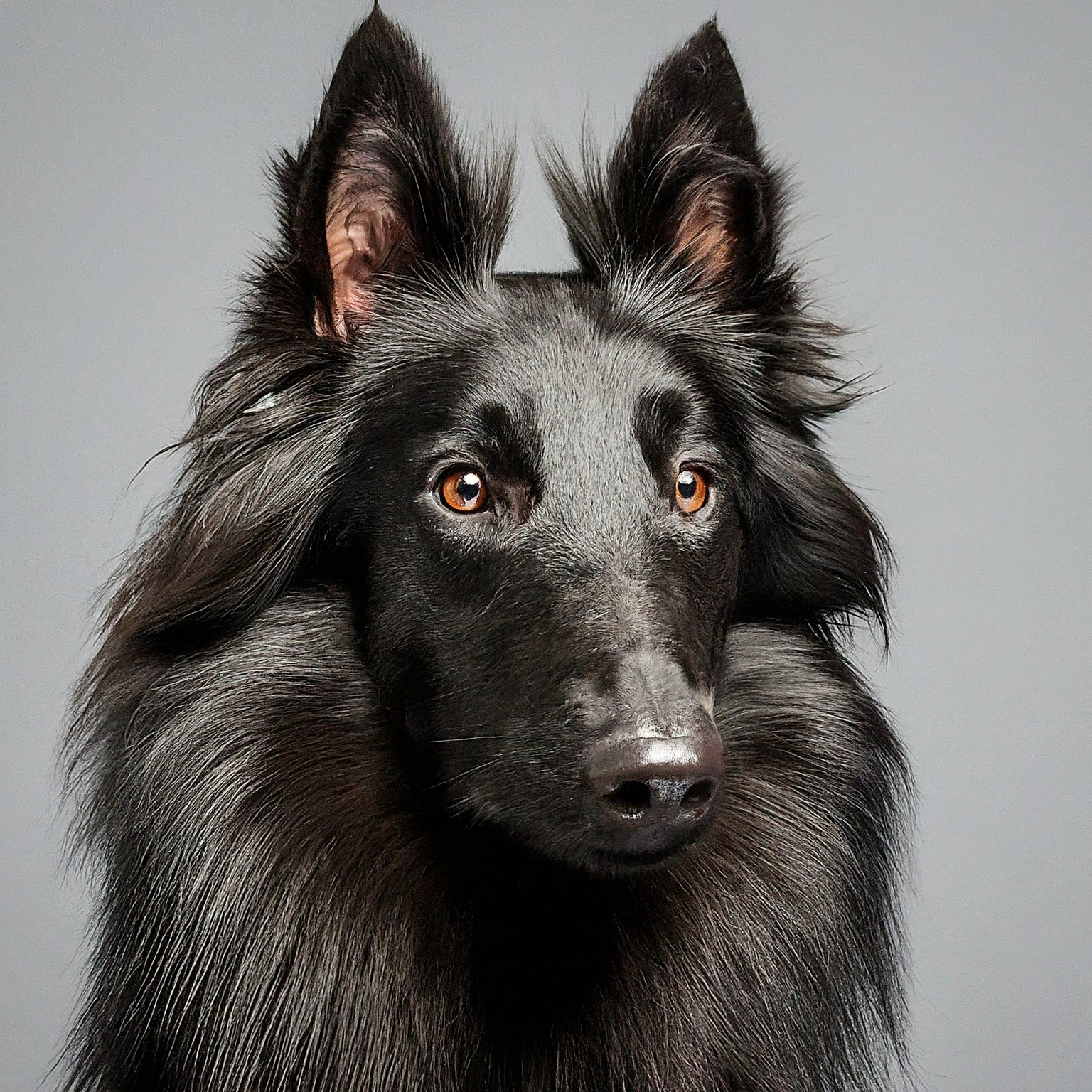 BUDDYUNO, Belgian Sheepdog