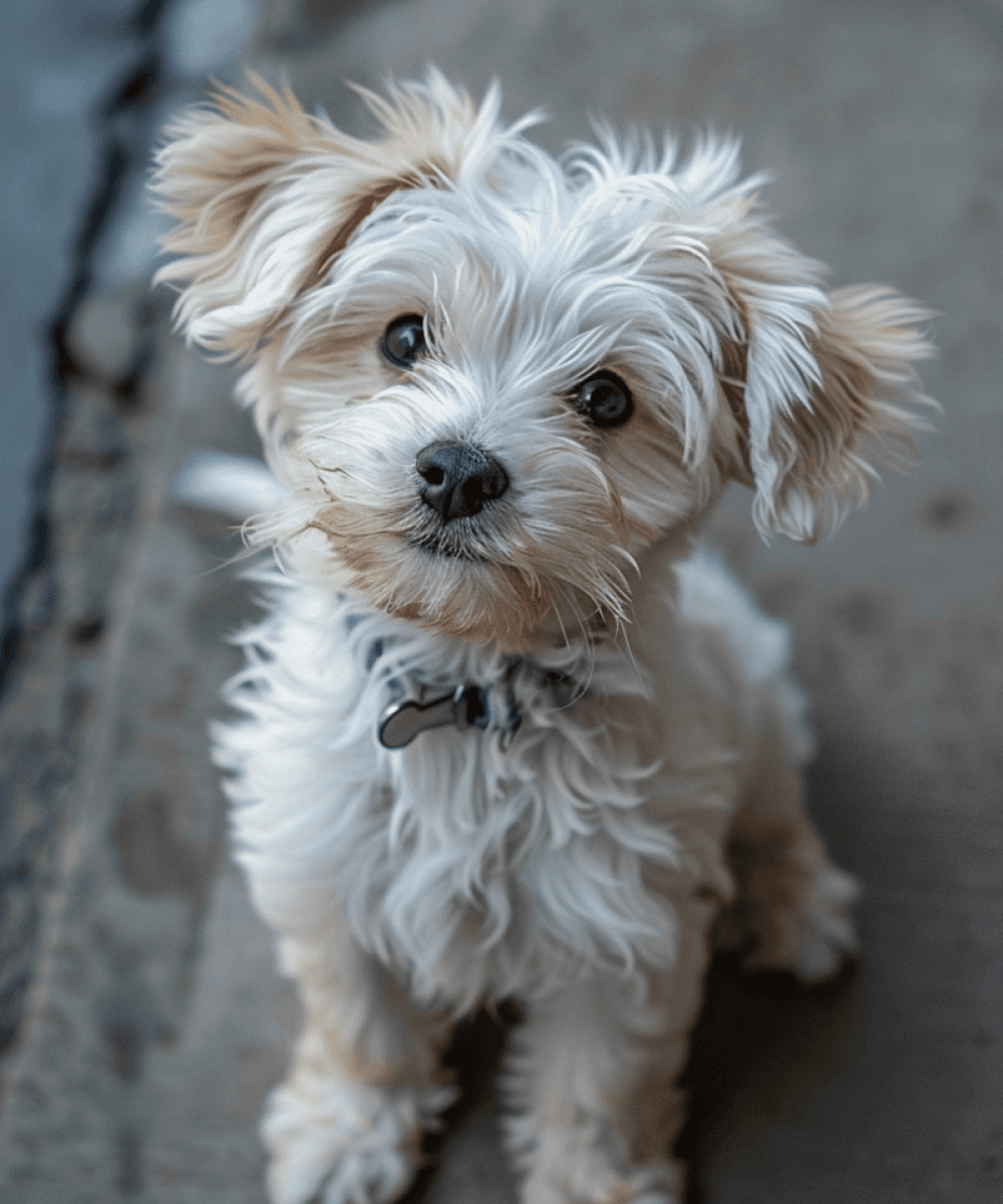 happy puppy portrait