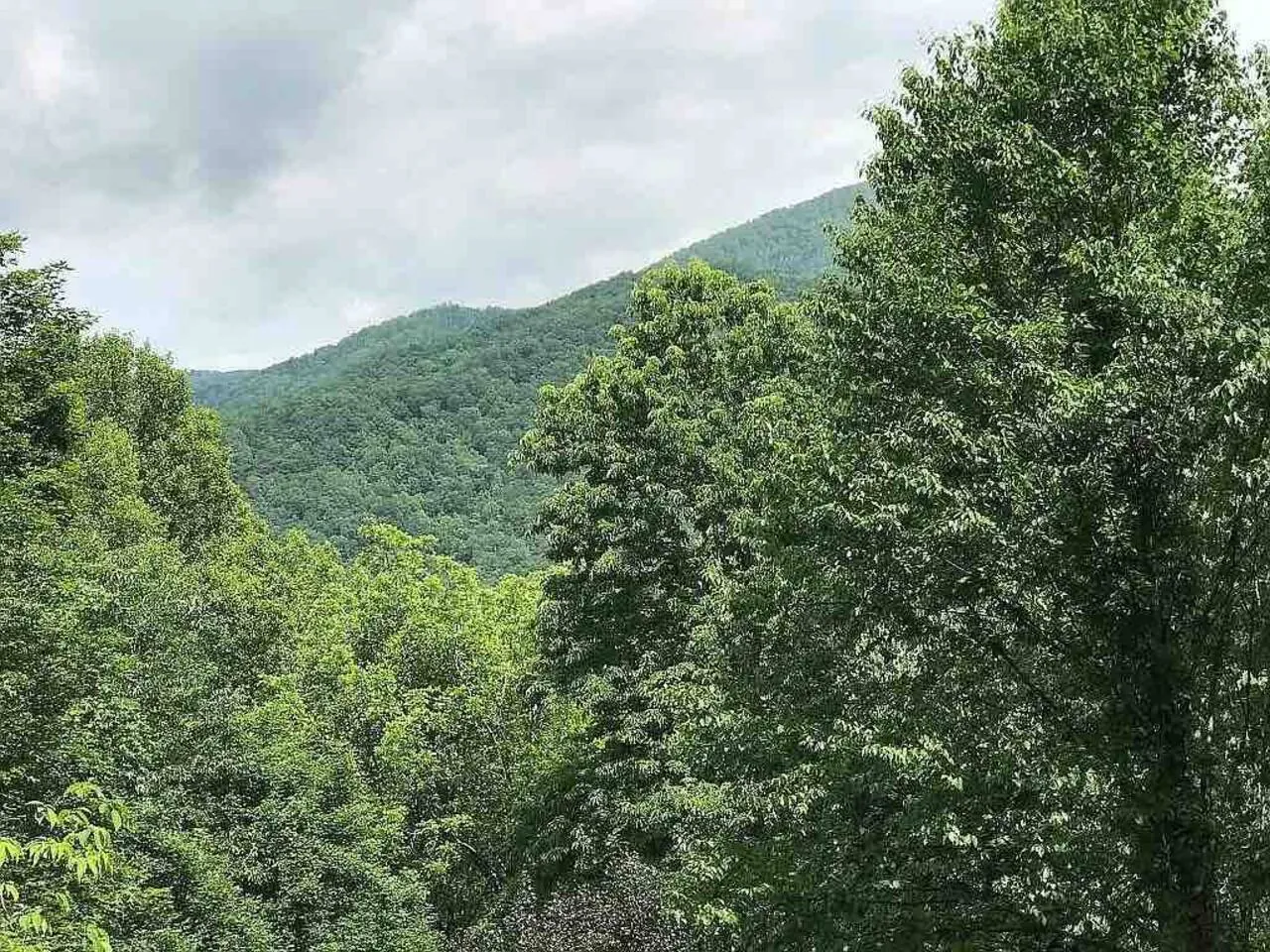 Summer forest and ridge from Bella Vita