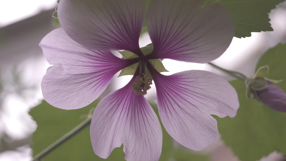 Lila Blume in Nahaufnahme