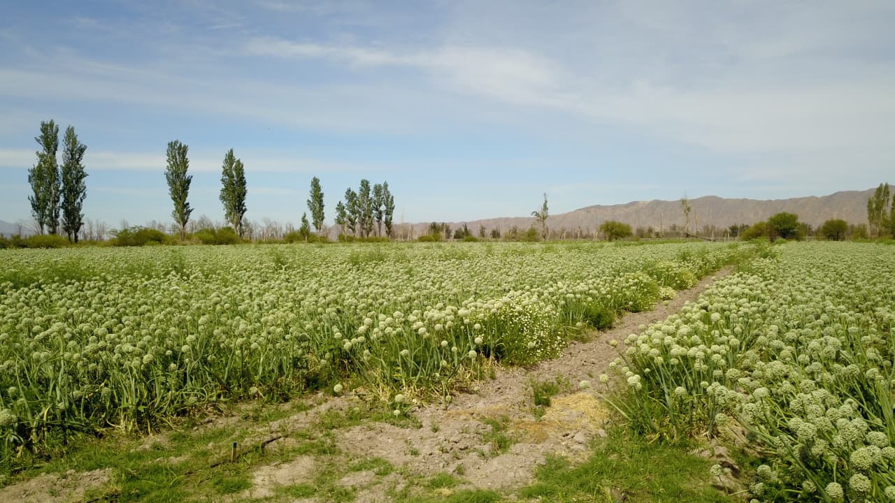 venta de 6 hectareas en zonda, san juan argentina