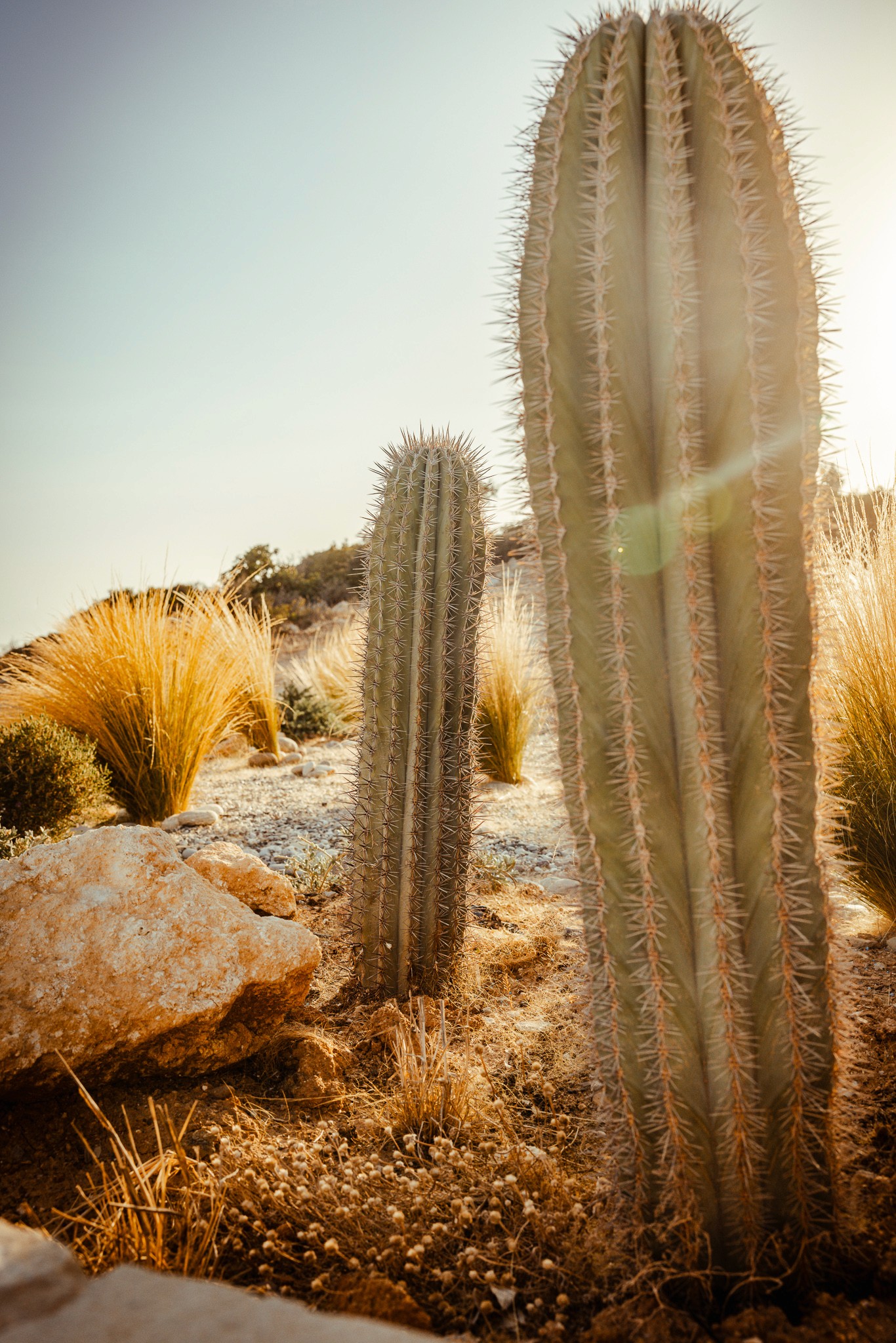 Detailaufnahme einer Kakteenlandschaft im luxuriösen Außenbereich – Mediterrane Natur trifft auf exklusive Architektur