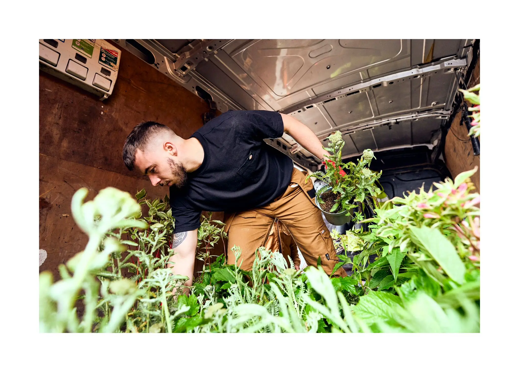 A man tends to plants in a garden, focusing intently on his task amidst green foliage.