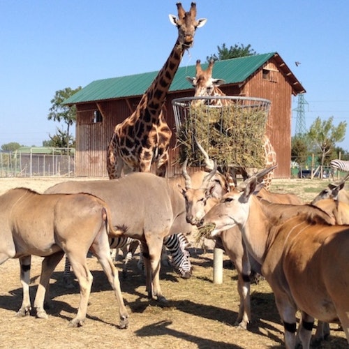 Animals