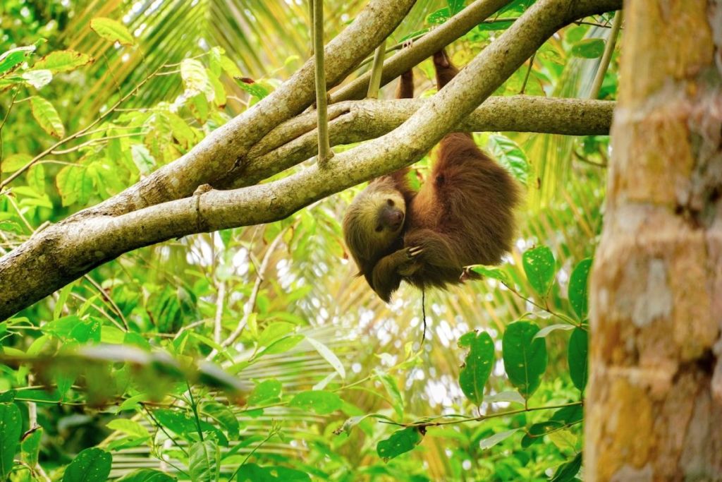 Sloth, Costa Rica