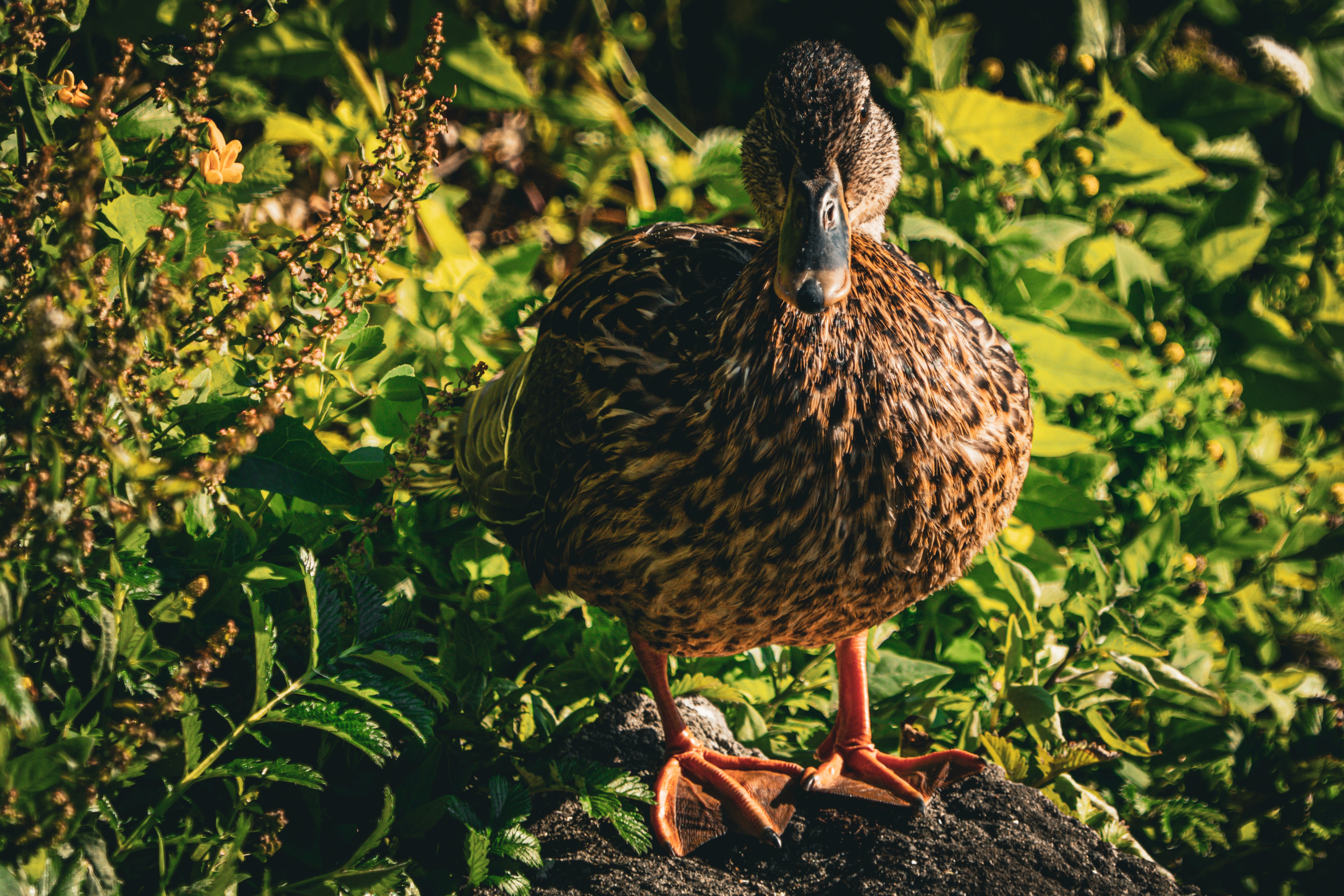 Duck photograph 04