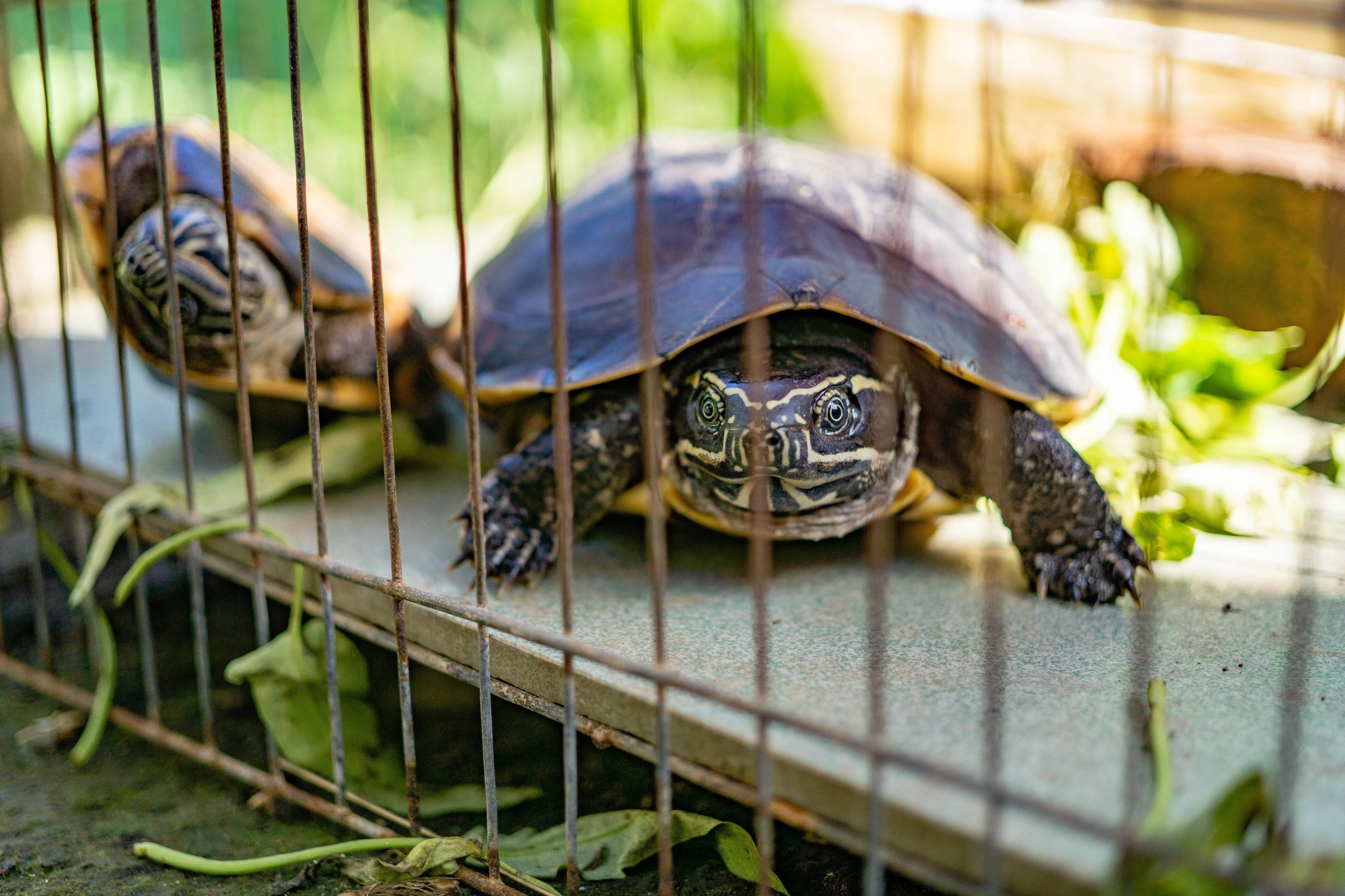a pet turtle in a cage