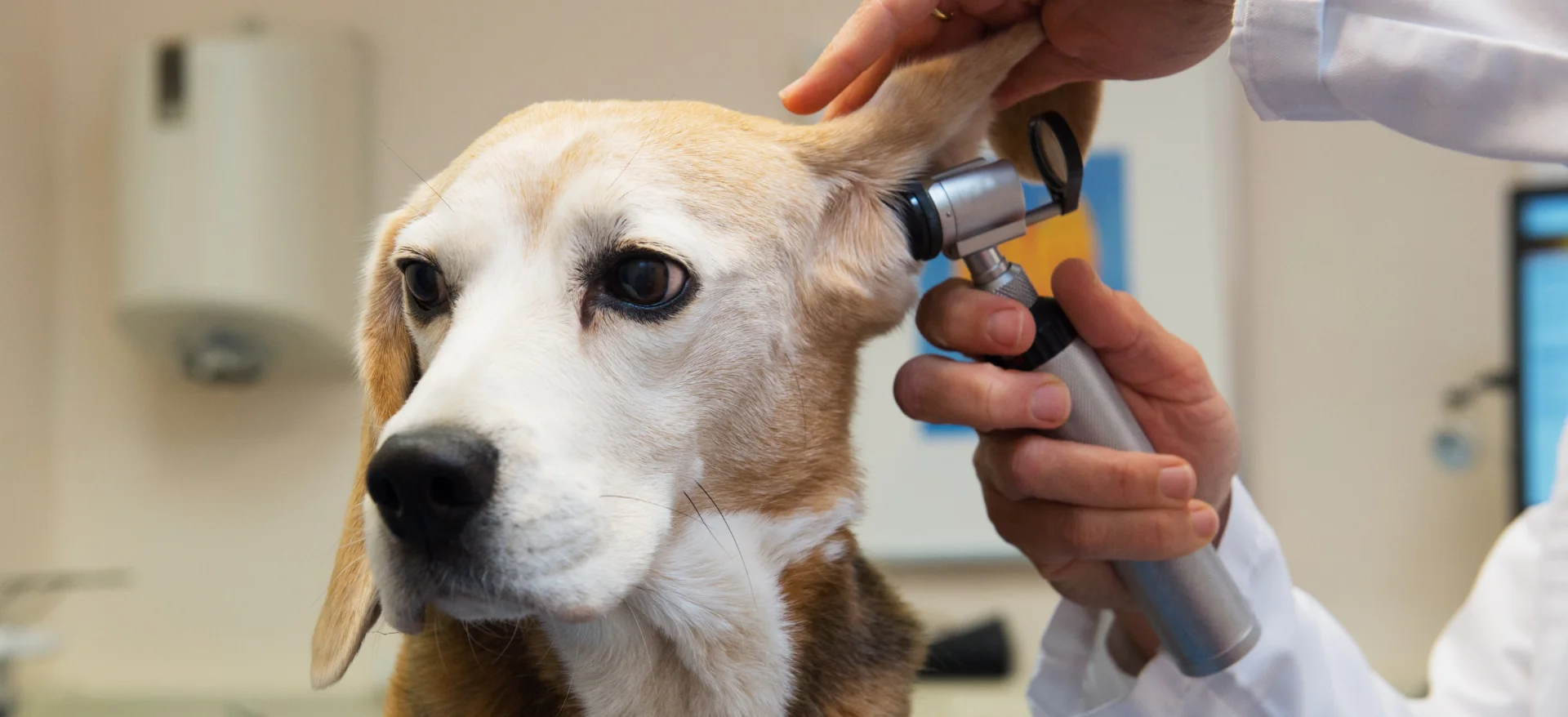 Chien chez le vétérinaire