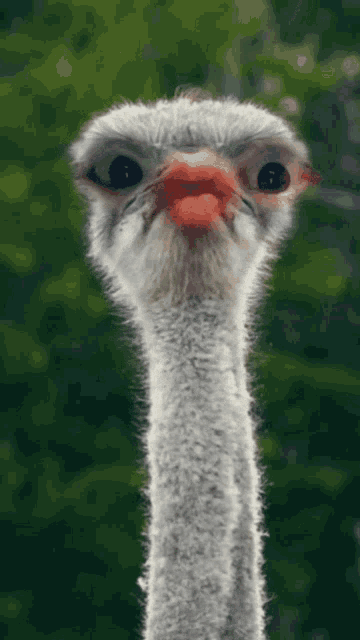 Ostrich Weird Eyes