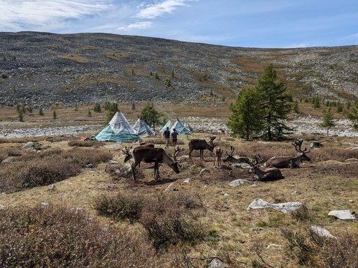 Reindeer herder camp