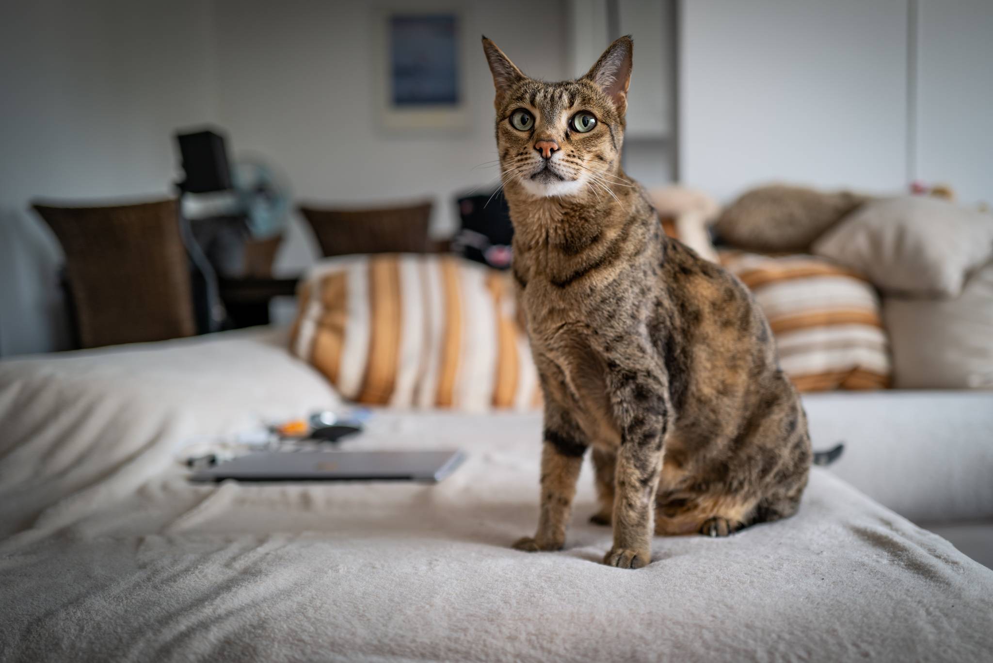 Savannah Cat Diet and Nutrition