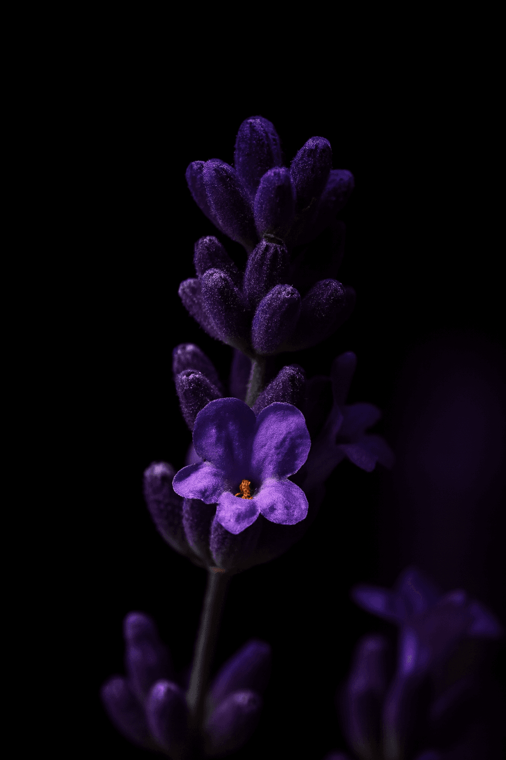 A portrait of a woman wearing a wide-brimmed black hat demonstrates the Bright Photographic Style, which brightens photos shot in low lighting conditions or Night mode