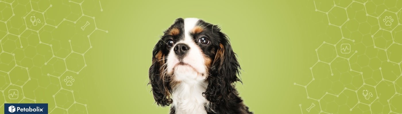 English Toy Spaniel image
