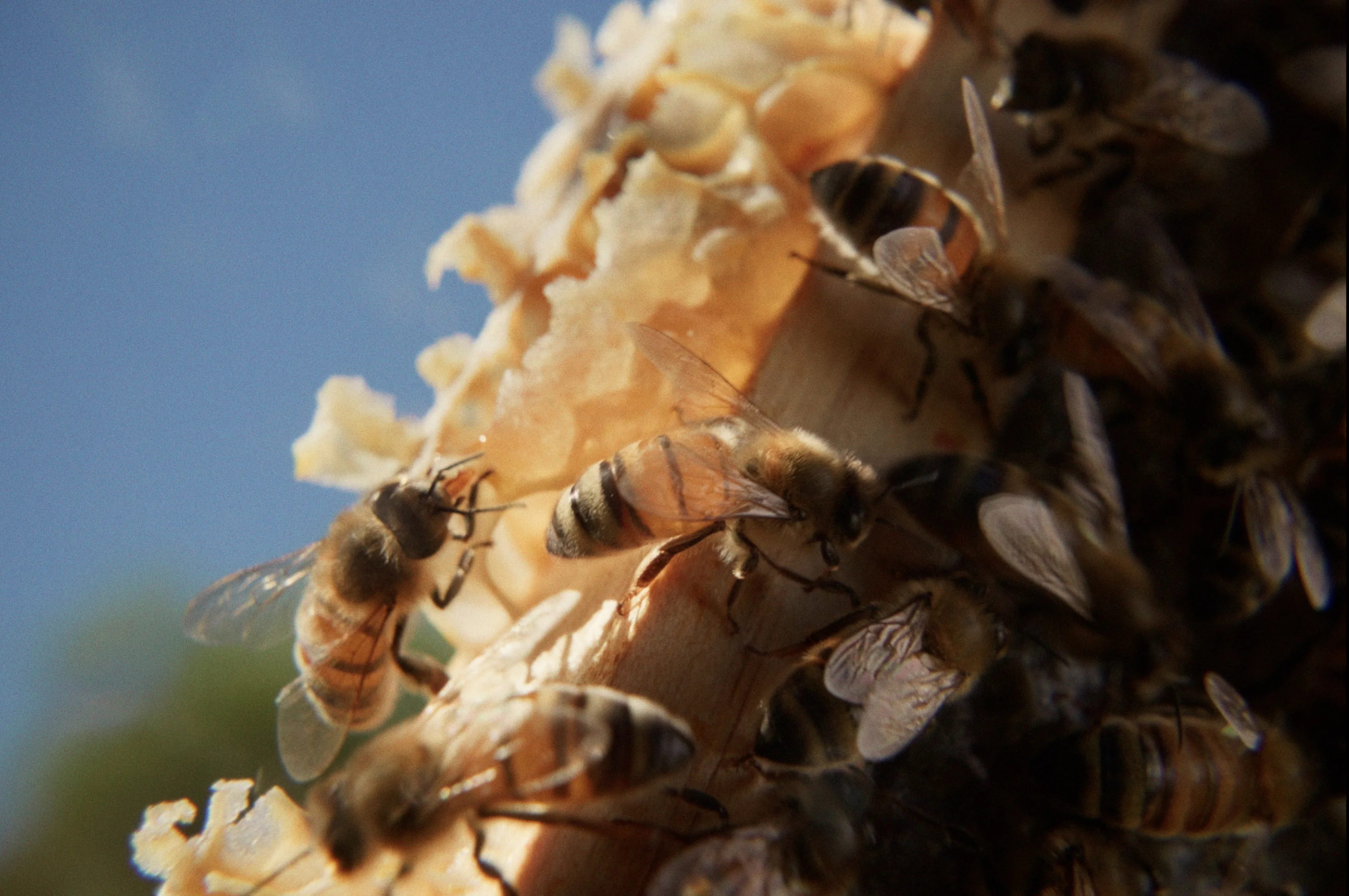 Bees collecting nectar from Tasmanian Leatherwood blossoms in warm natural light