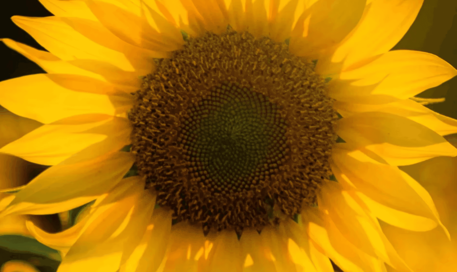 blooming yellow sunflower during sunrise