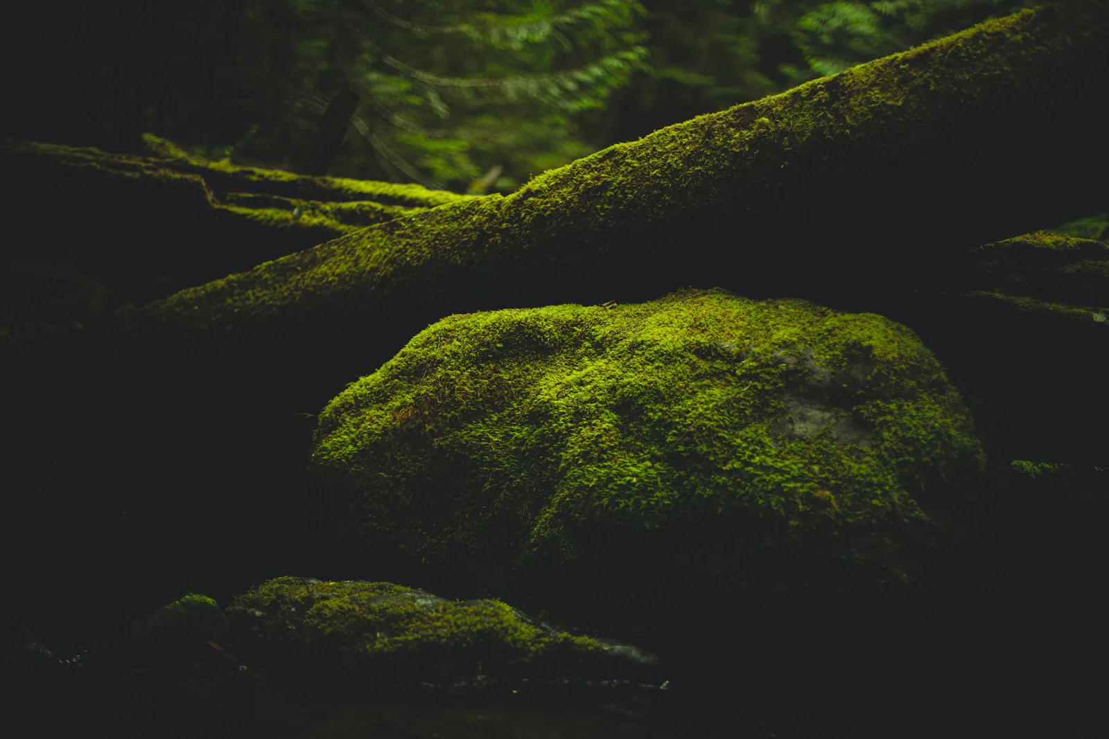 A fallen log covered in bright green moss in the dark understory