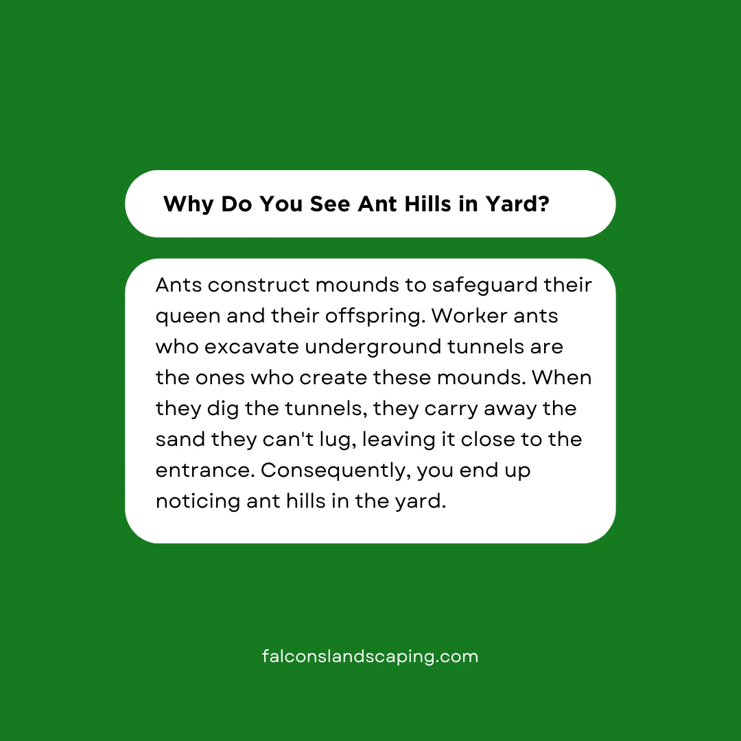 An answer post explaining why there are ant hills in yard