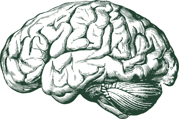 illustration of a human brain