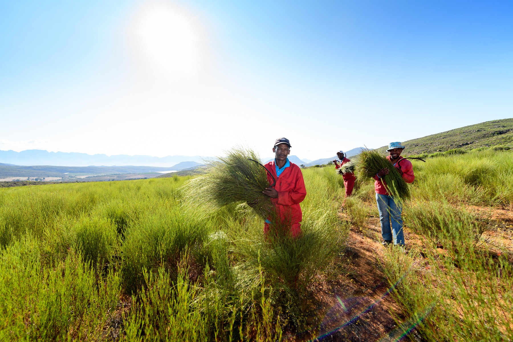 rooibos