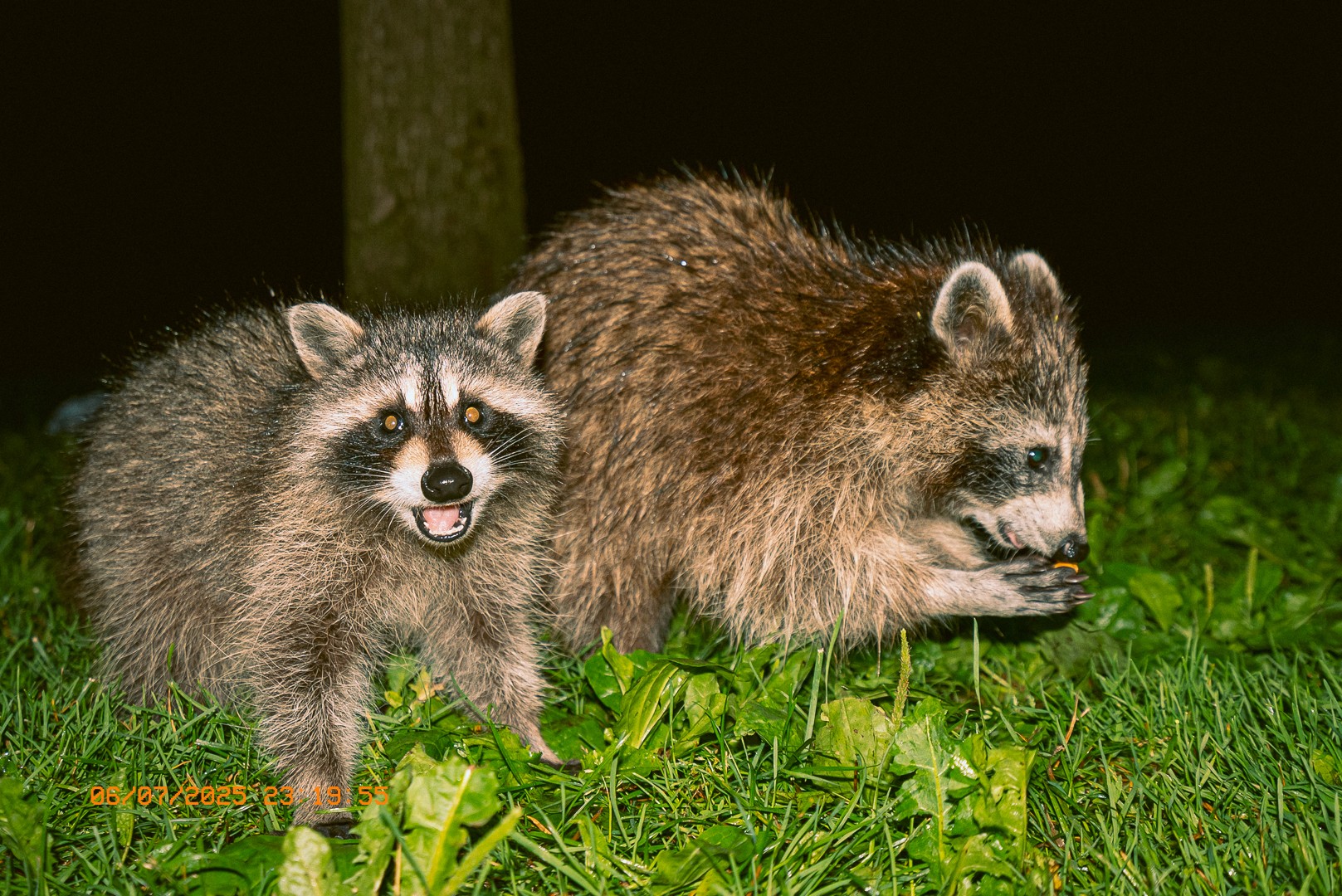 Gros plan nocturne de ratons laveurs en train de manger.