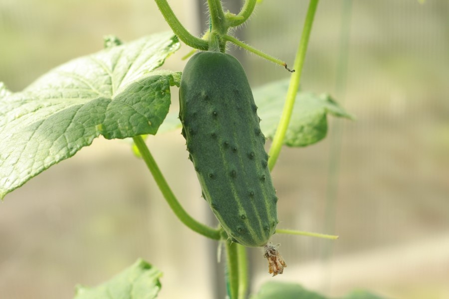 Pianta di cetriolo