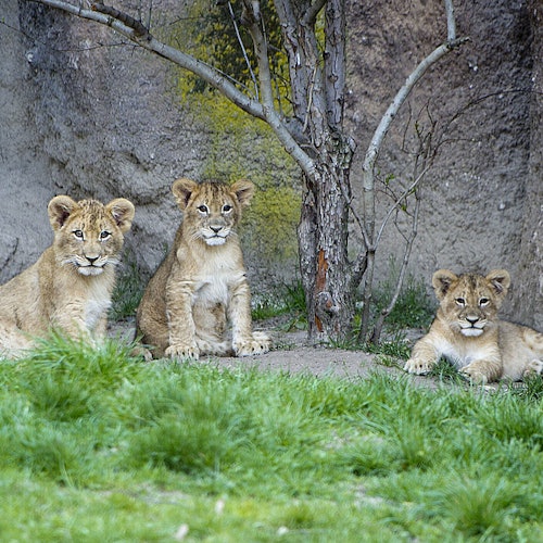 3匹のライオンの子供たちが、木と岩の壁の近くの草の上に座ったり横になったりしています。