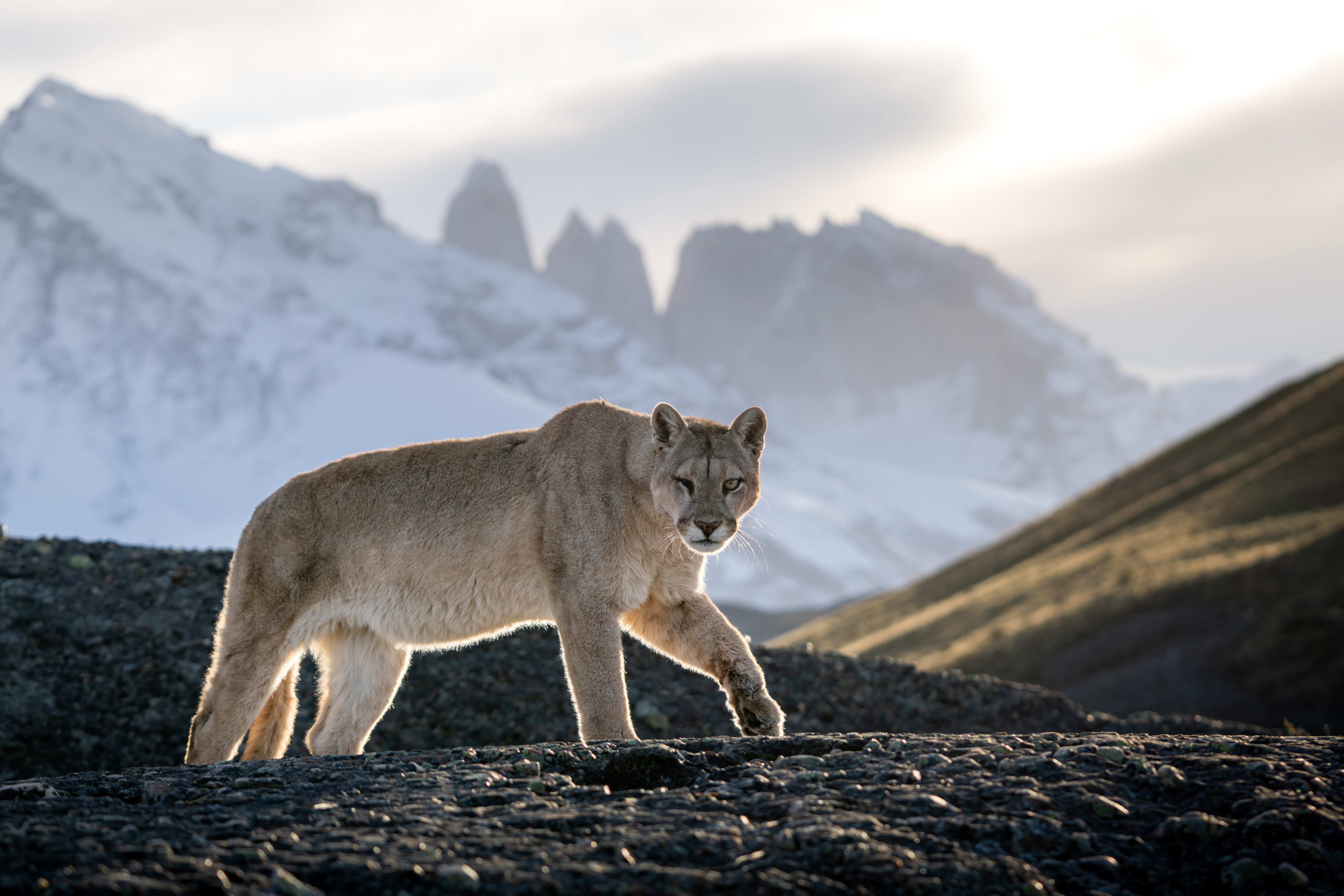 Puma