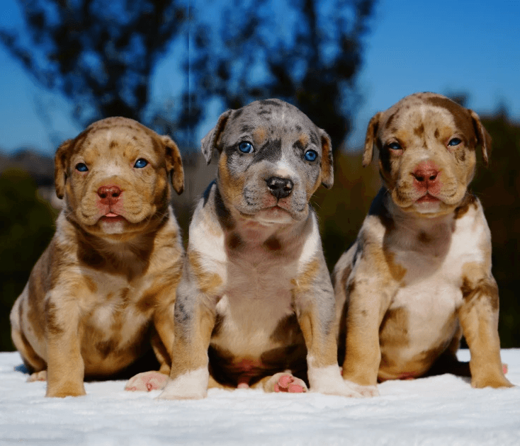 Big Puppies for Sale