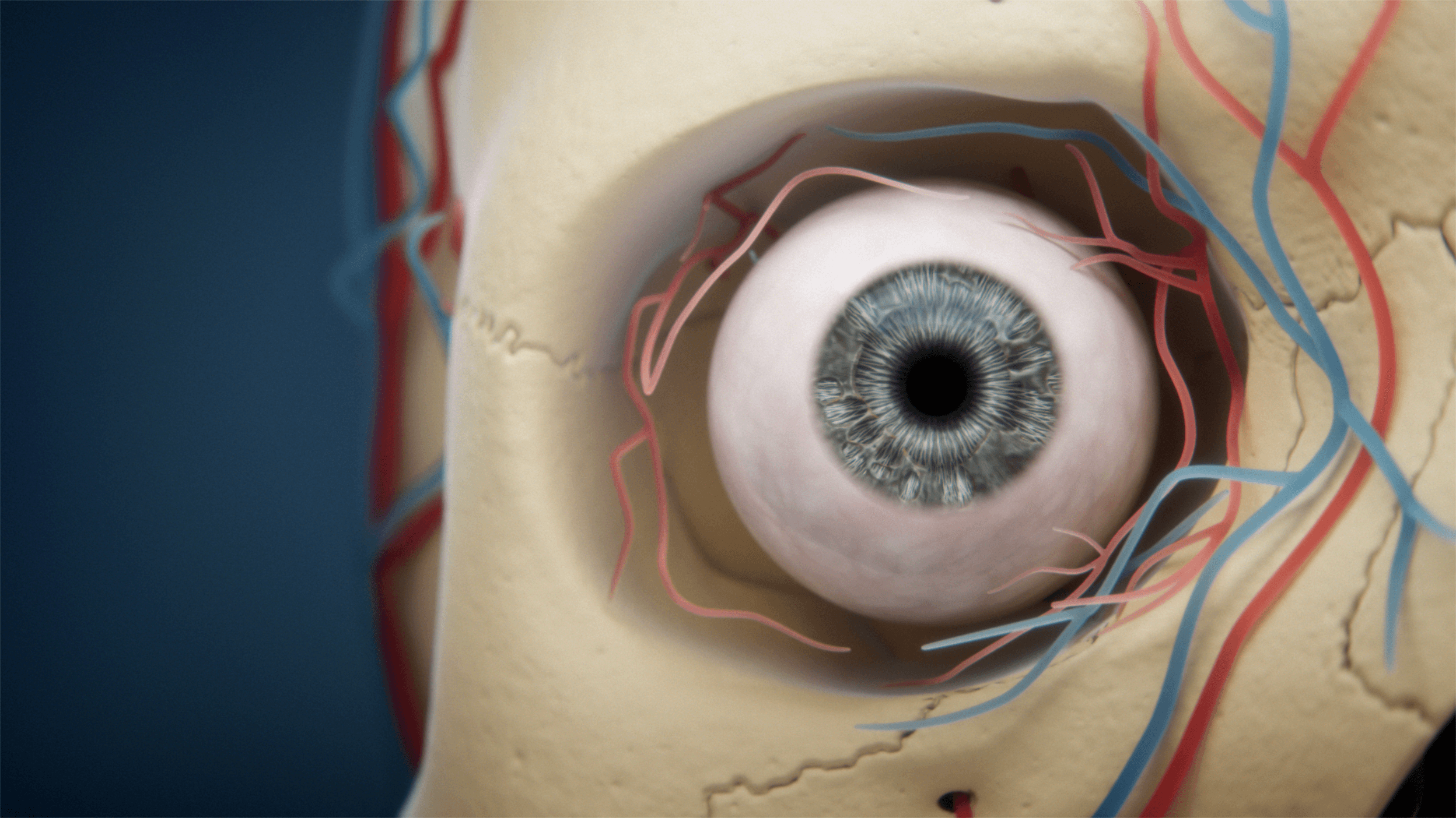 Human eye inside the orbit
