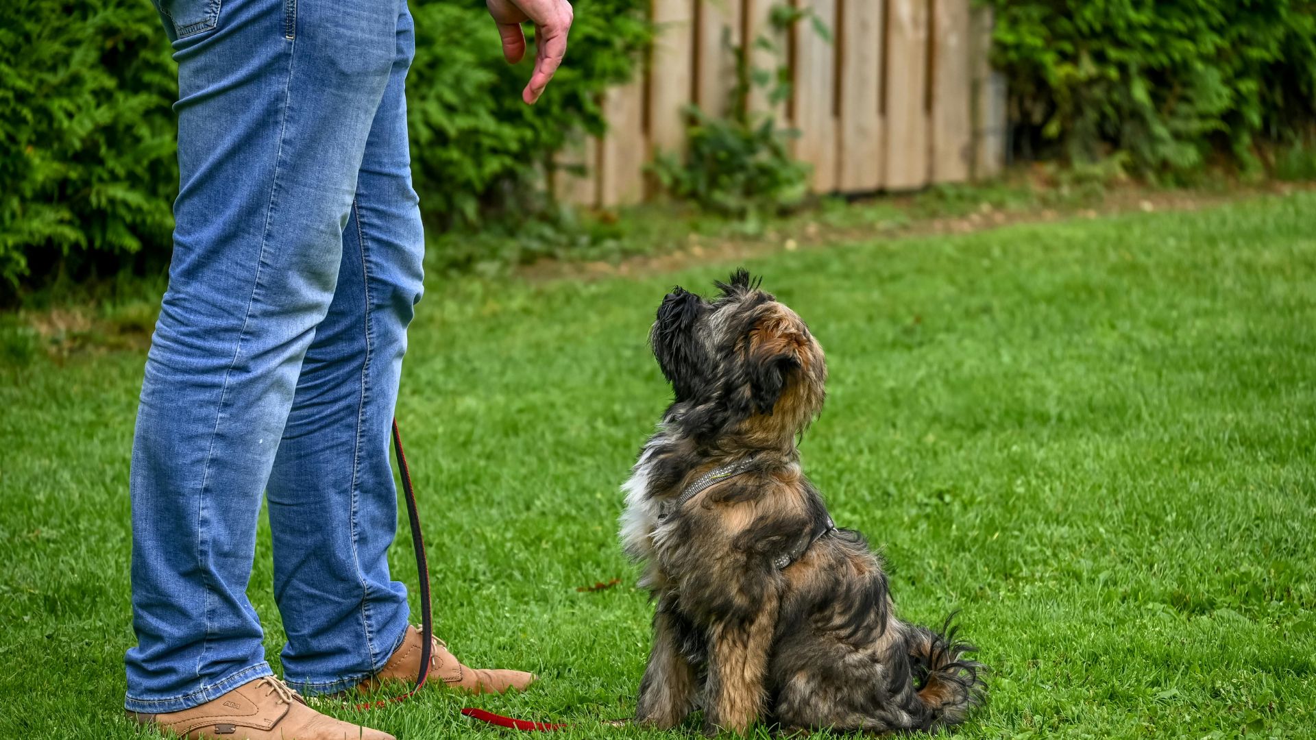 A Pack Leader demonstrates obedience training with a small dog in Elizabeth, Charlotte