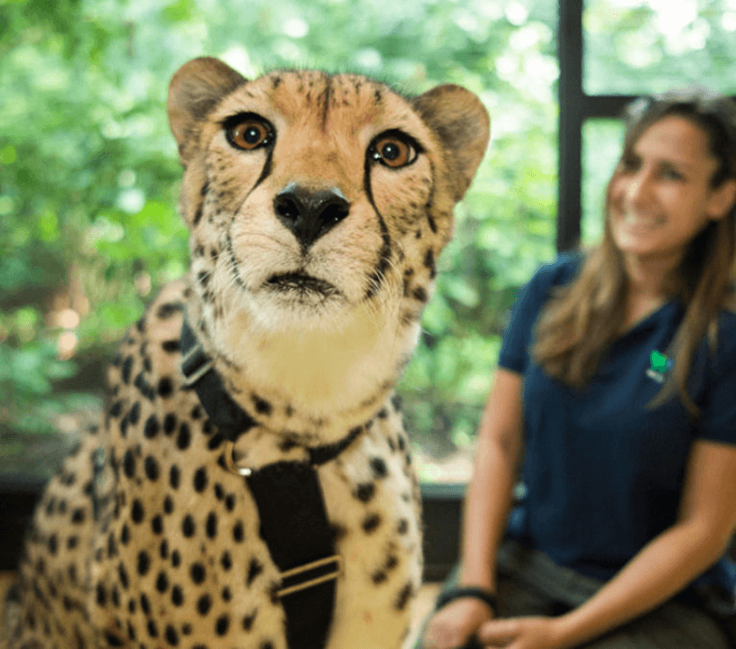 Animals at Bronx Zoo.