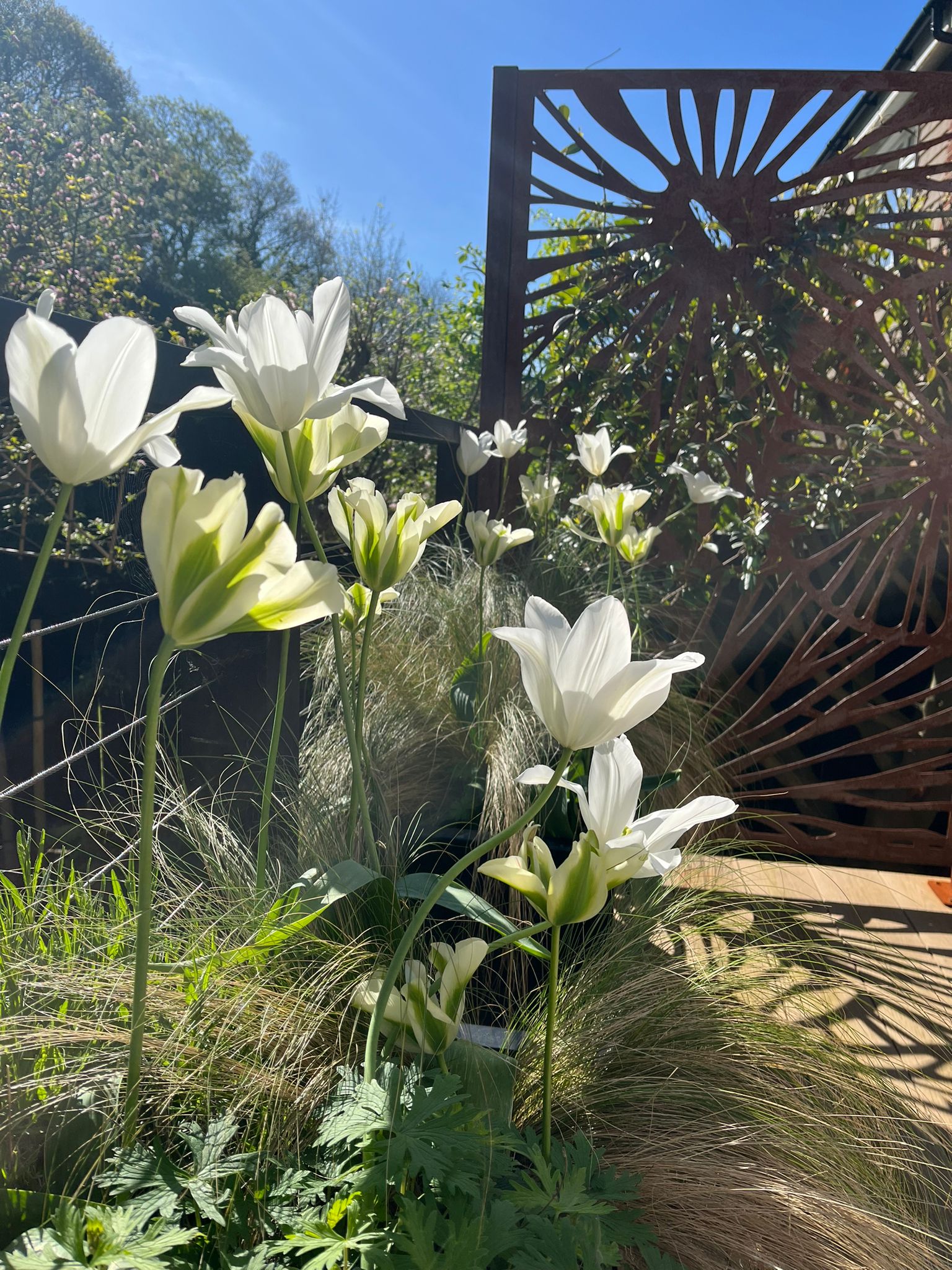 A close-up of white flowers blooming in a garden, with a wooden fence and clear blue sky in the background.
