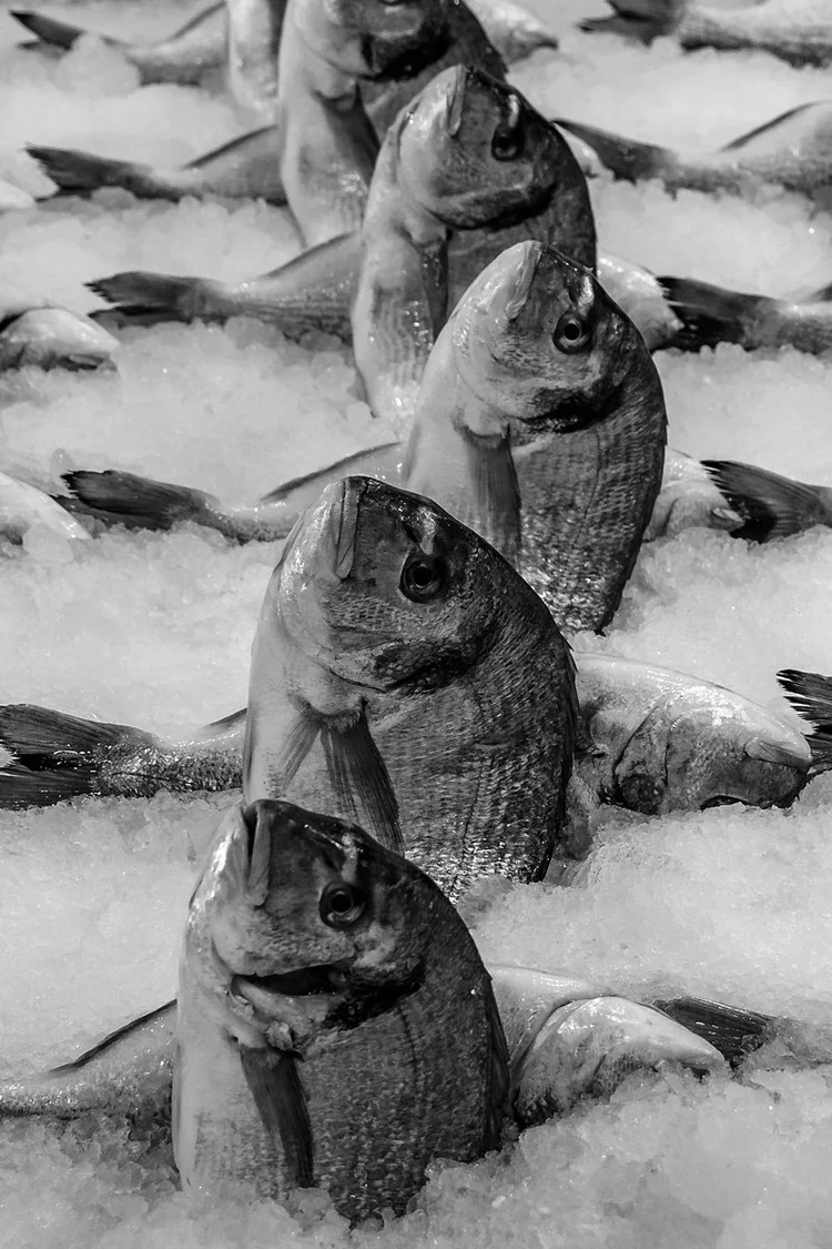Fish market in Athens Greece