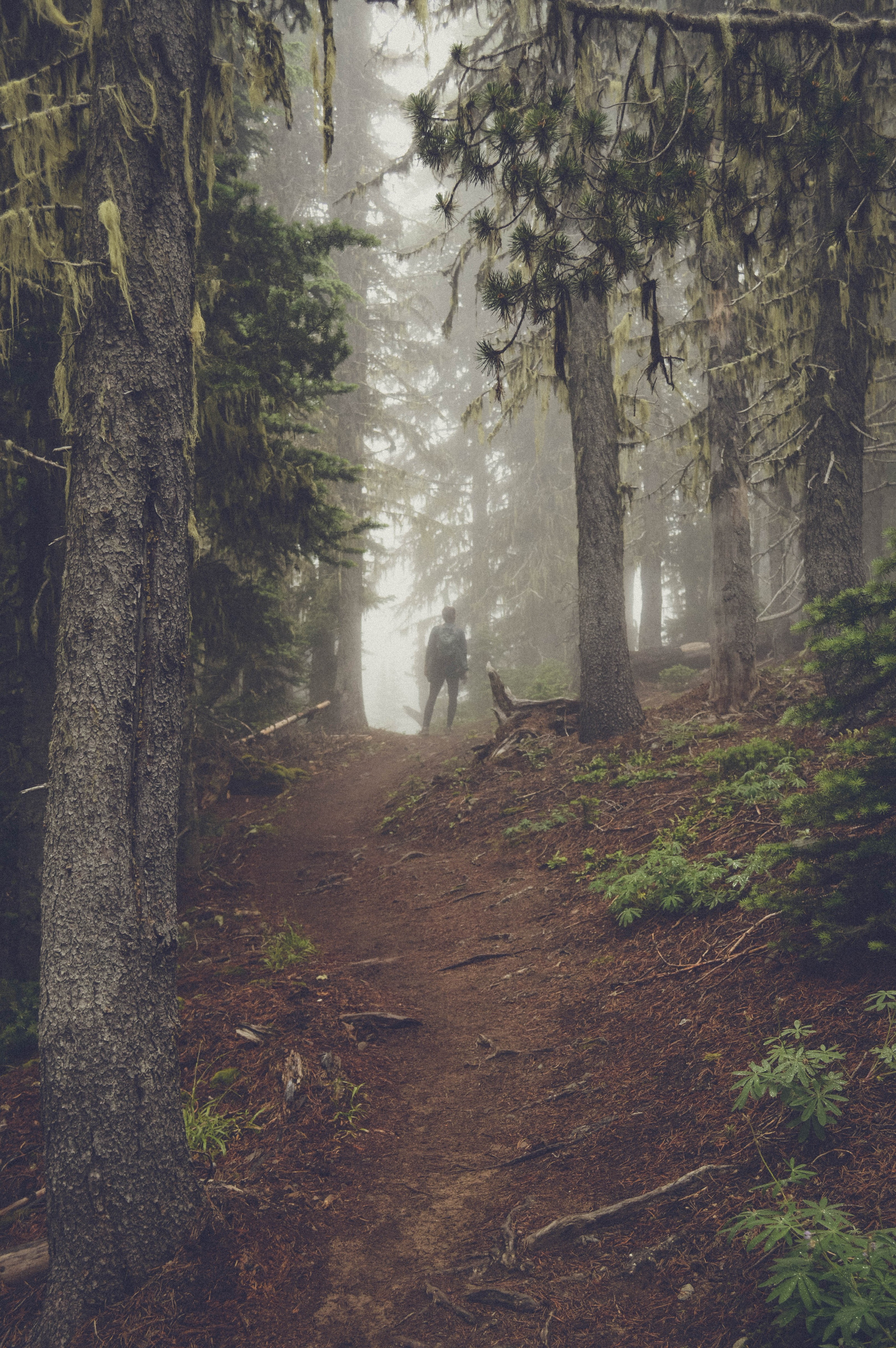 A person pauses on a foggy forest trail surrounded by tall trees, representing the moment of choosing a new path and approaching challenges with mindful curiosity.