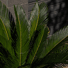 A lush green cycad plant with elongated, glossy leaves is set against a textured gray brick wall, casting intricate shadows and showcasing the beauty of nature.