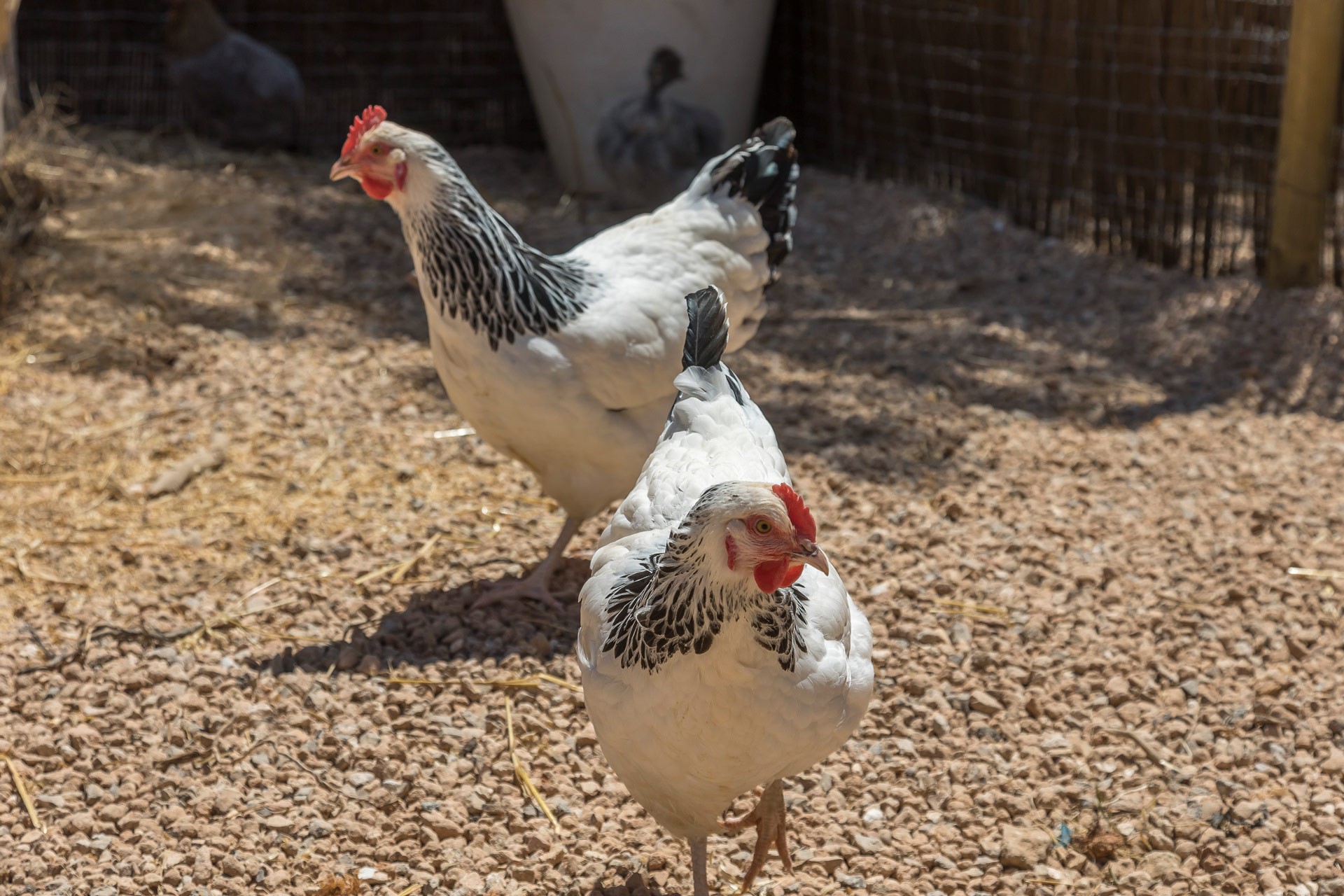 Chicken coop in the garden at an exclusive luxury villa Ibiza—private organic estate property holiday retreat