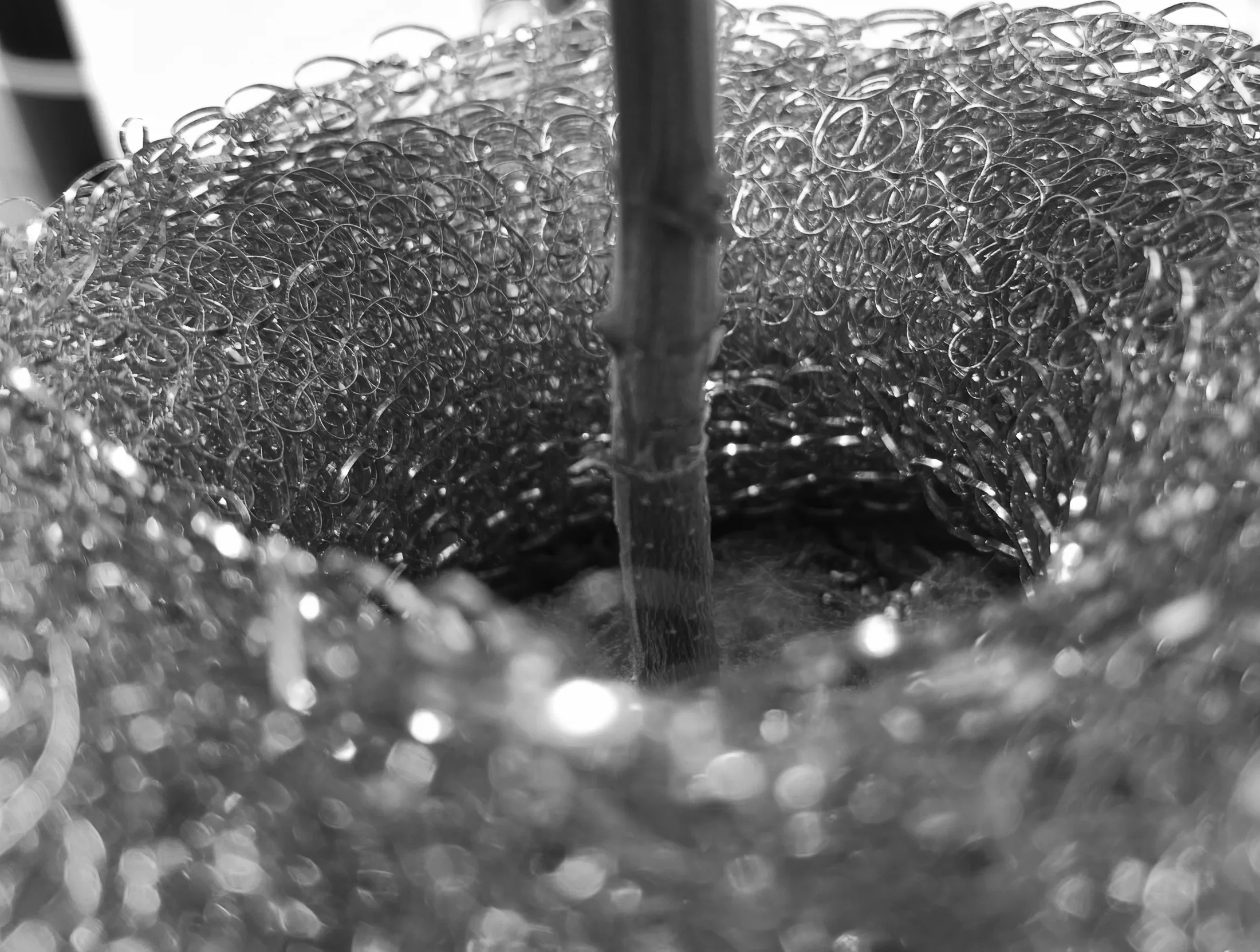 4trees cannabis building electroculture lab worker