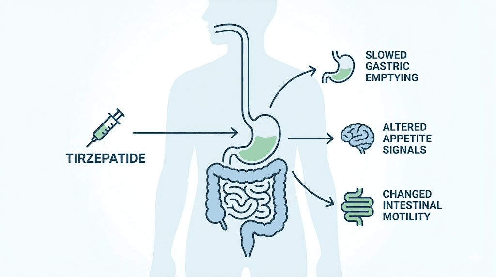 How tirzepatide changes digestion and gastric emptying