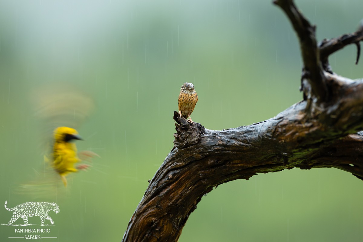 Kambaku River Lodge Bird hide Safari Trip Report