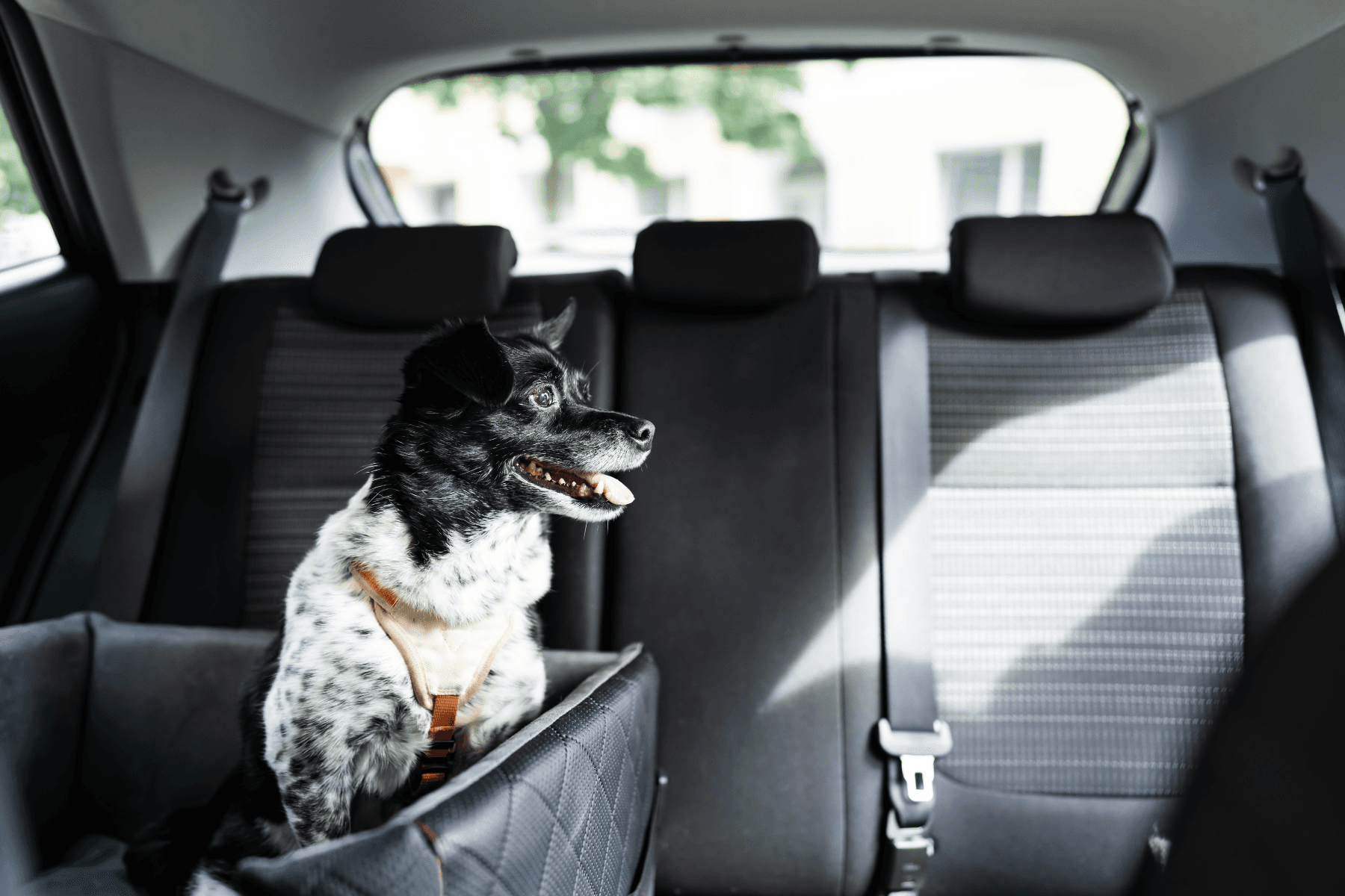 Dog sitting on a pet carrier inside the car ready for roadtrip