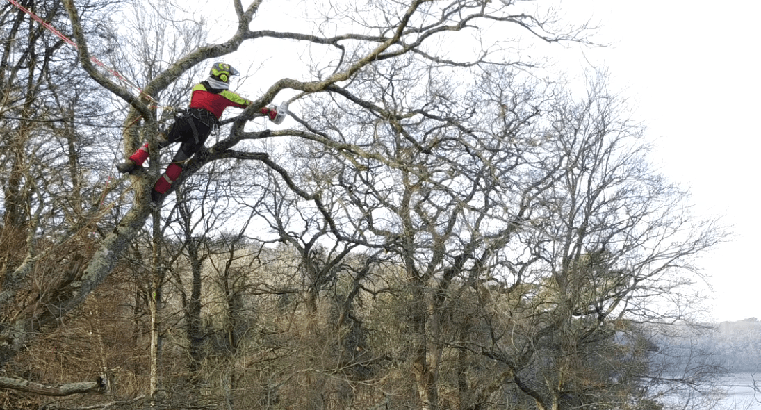 elagage noyal muzillac