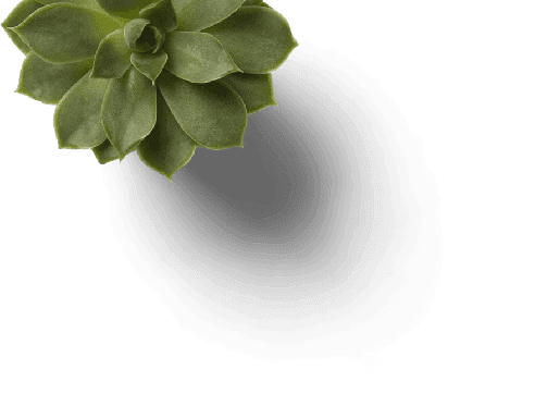 Uma pequena planta suculenta repousa sobre uma superfície escura, com sombras destacando sua forma e textura.