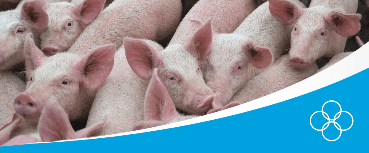 Pigs