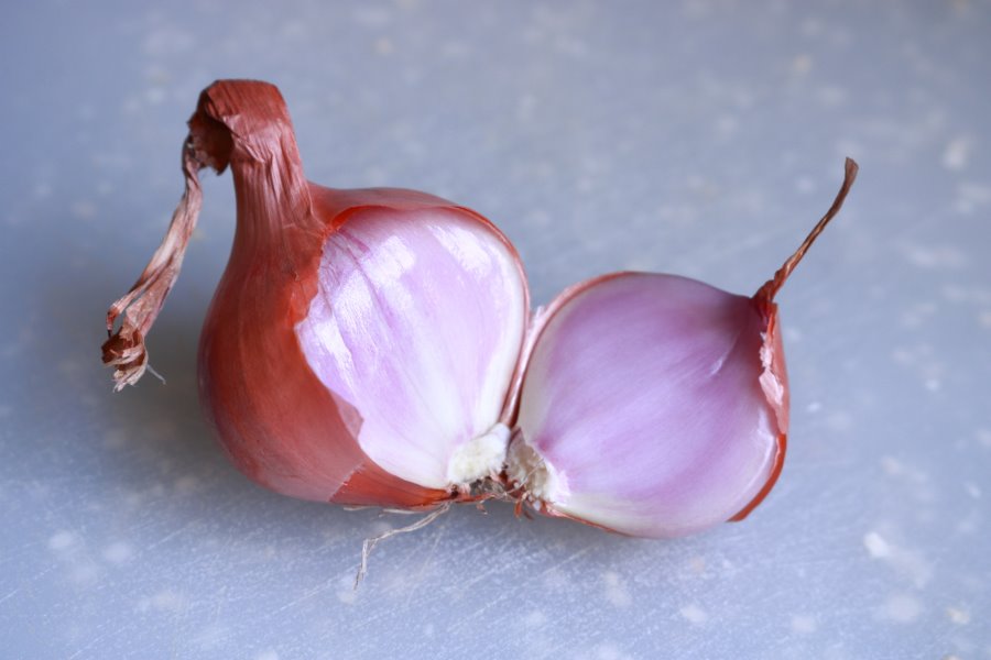 Scalogno